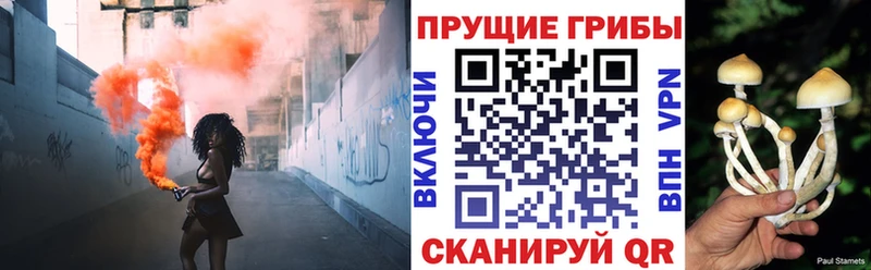 наркошоп  Жиздра  Псилоцибиновые грибы Cubensis 
