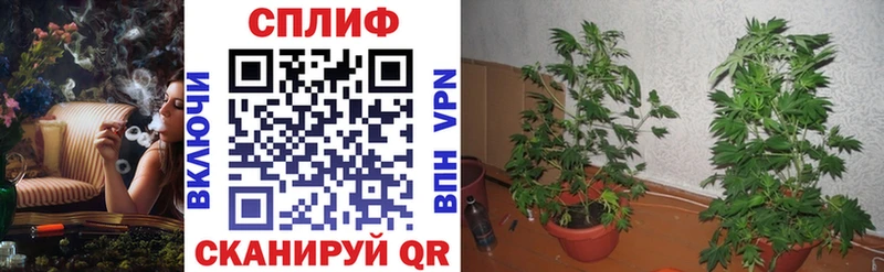 Марихуана план  Жиздра 
